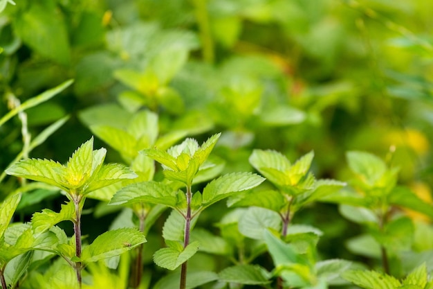 menta che cresce nel giardino foglie di menta verde