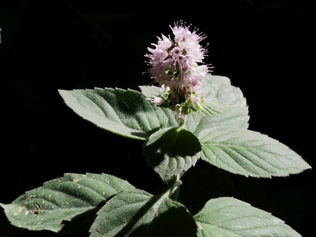 menta fiorita