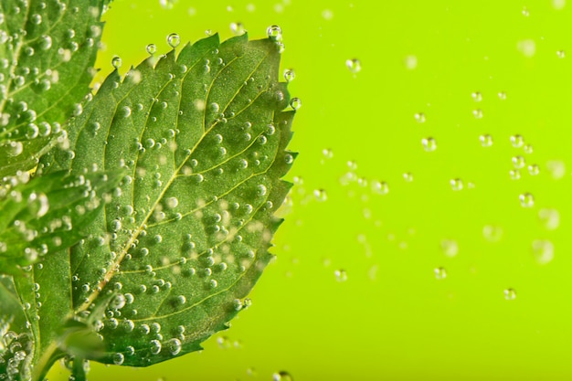 Menta fresca circondata da bolle d'acqua