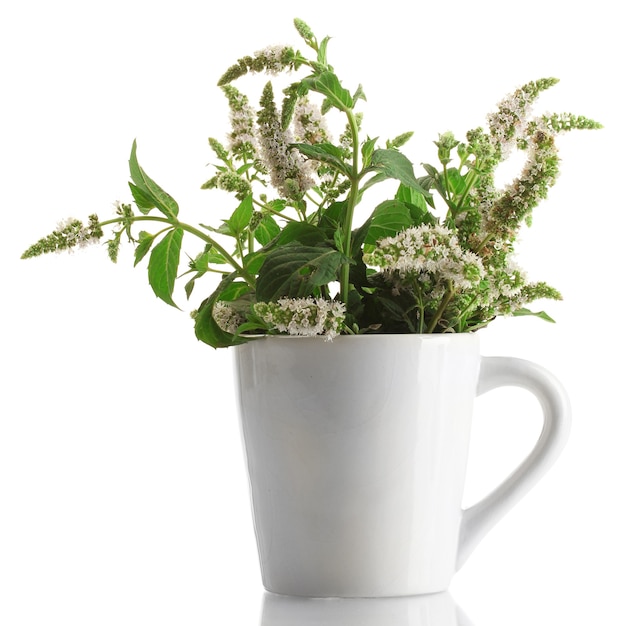 Menta fresca con fiori in tazza, isolata on white