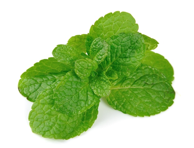 Menta fresca da vicino