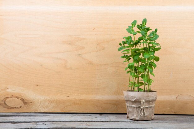 Menta fresca in una pentola sullo sfondo di legno