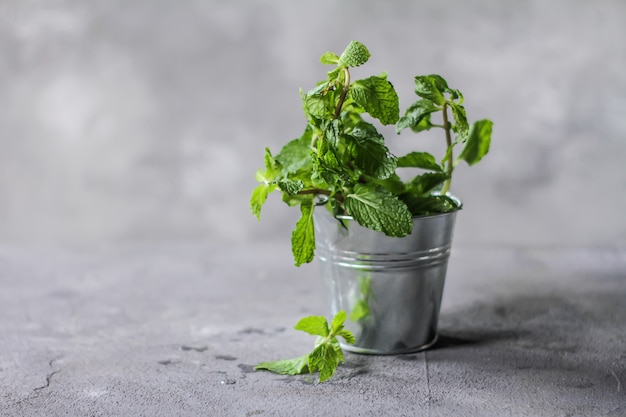 Menta fresca in una pentola