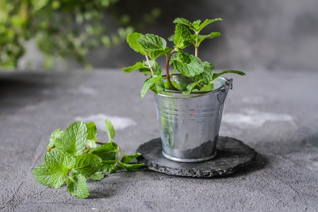 Menta fresca in una pentola