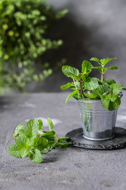 Menta fresca in una pentola