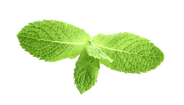 Menta fresca isolata su bianco