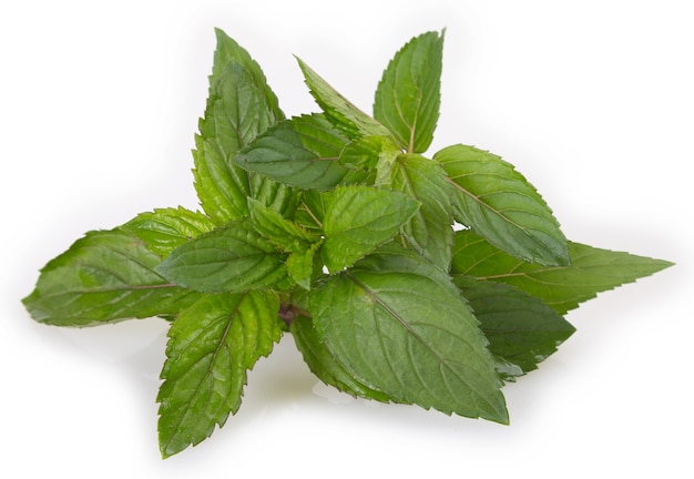 Menta fresca isolata su sfondo bianco