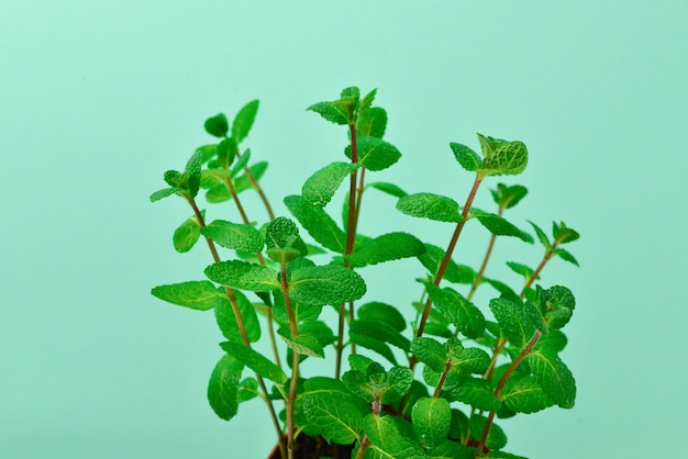 Menta fresca su uno sfondo verde. Spazio per testo o design.