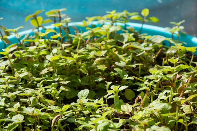 Menta mojito in foglie di vaso e ramo