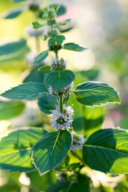 Menta piperita di fioritura della pianta nel giardino.