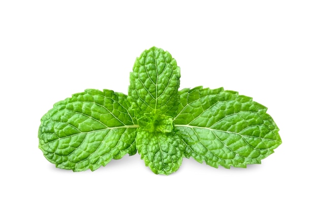 Menta piperita fresca isolata su bianco