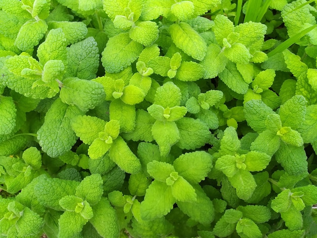 Menta selvatica in natura Il prato è ricoperto di melissa