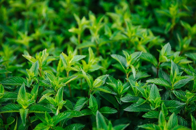 Menta verde succosa profumata coltivazione biologica di menta