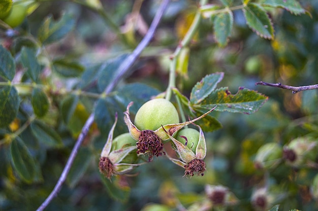 Mentre il frutto di rosa canina immaturo, la rosa canina è ancora verde