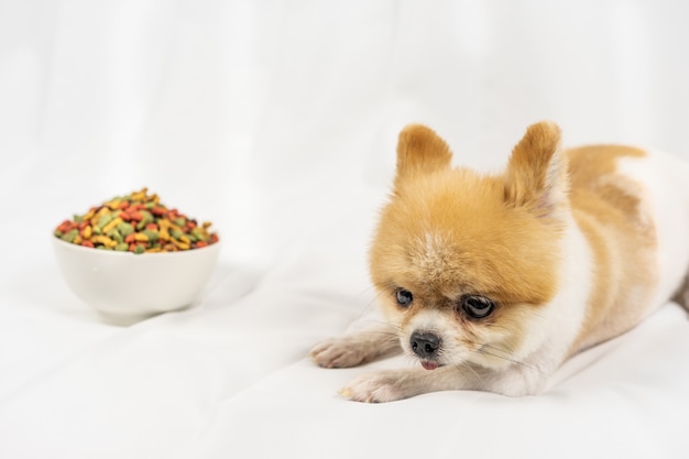 Menzogne del cane di Pomeranian solo sulla tavola con alimento nel giorno di mattina.