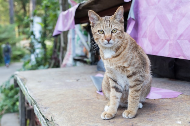 Menzogne eyed gialla sveglia del gatto tailandese sulla tavola di legno esamina la macchina fotografica.