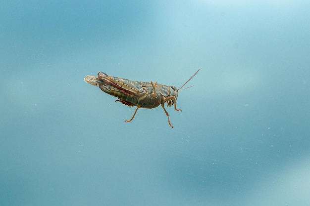 Meravigliosa cavalletta contro un cielo blu