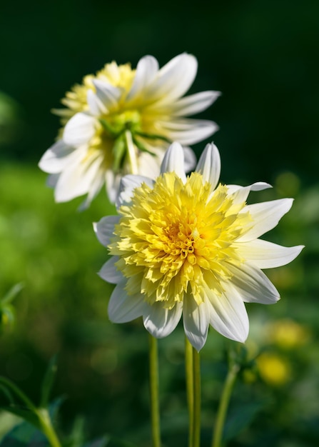 Meravigliosa pianta di fiori di dalia gialla e bianca che cresce nel giardino estivo del cottage