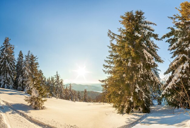 Meravigliosamente maestoso paesaggio invernale illuminato dalla luce del sole scena invernale Carpazi Ucraina Europa Bellezza mondo Felice Anno Nuovo