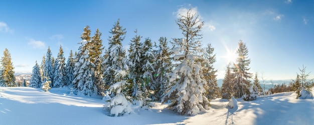 Meravigliosamente maestoso paesaggio invernale illuminato dalla luce del sole scena invernale Carpazi Ucraina Europa Bellezza mondo Felice Anno Nuovo