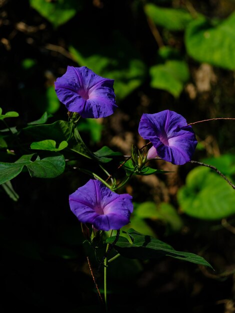 Meravigliosi fiori viola in natura