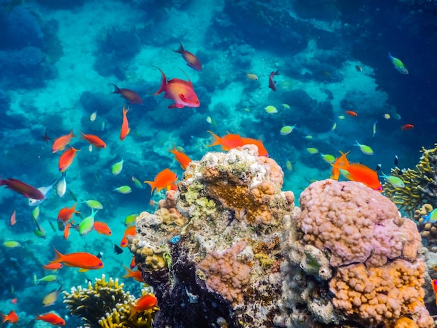 Meravigliosi pesci colorati e coralli nel Mar Rosso