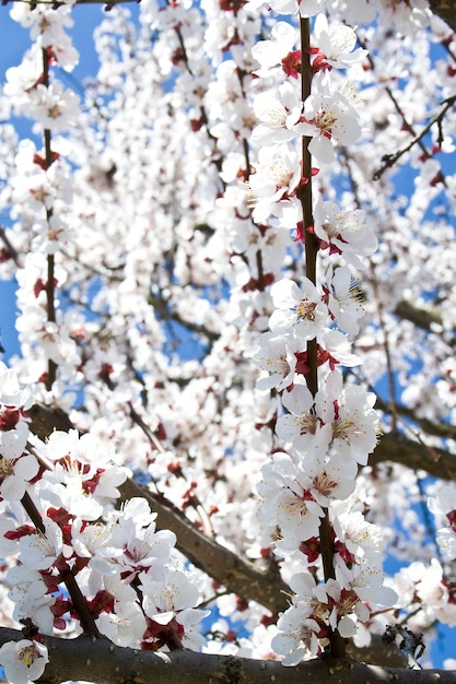 Meraviglioso albero in fiore