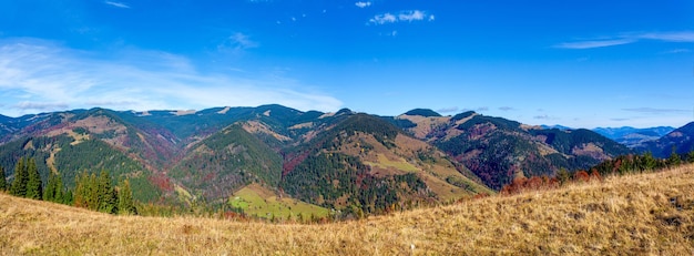 Meraviglioso bellissimo paesaggio con foresta di montagne e prato con alberi nelle montagne dei Carpazi Ucraina