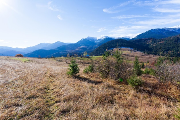 Meraviglioso bellissimo paesaggio con foresta di montagne e prato con alberi nelle montagne dei Carpazi Ucraina