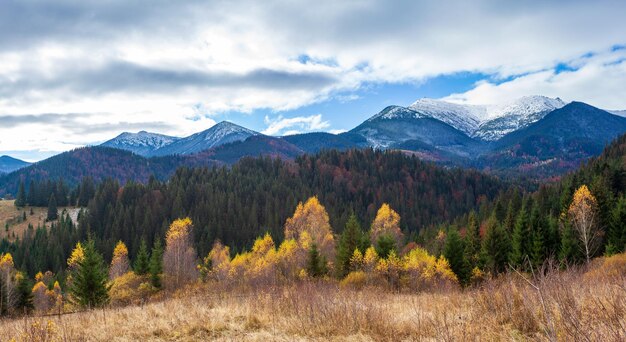 Meraviglioso bellissimo paesaggio con foresta di montagne e prato con alberi nelle montagne dei Carpazi Ucraina