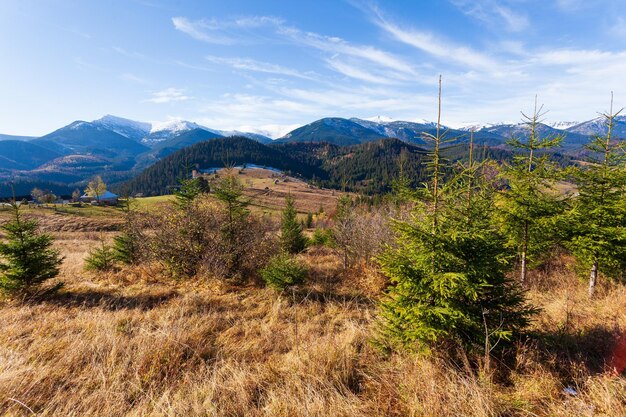 Meraviglioso bellissimo paesaggio con foresta di montagne e prato con alberi nelle montagne dei Carpazi Ucraina