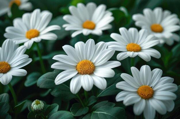 meraviglioso biglietto di auguri per il giorno di primavera sfondo di fotografia professionale