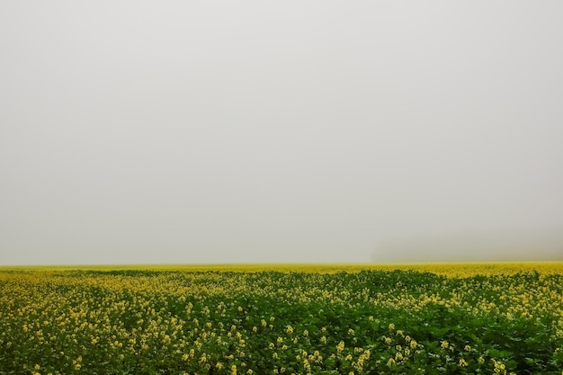 Meraviglioso campo verde e giallo con fitta nebbia bianca