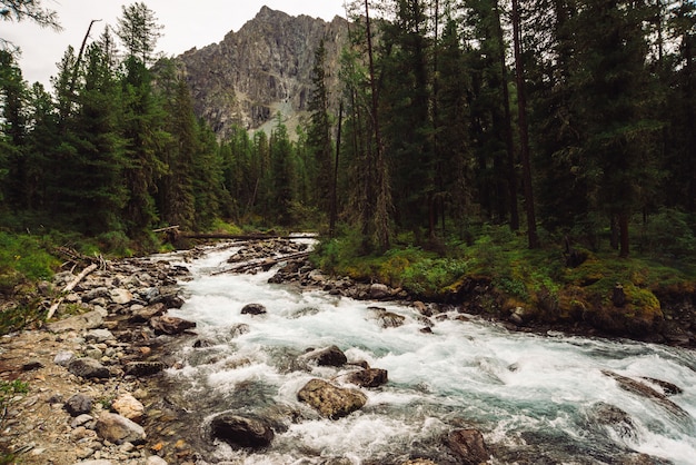 Meraviglioso flusso di acqua veloce dal ghiacciaio nel selvaggio torrente di montagna con pietre