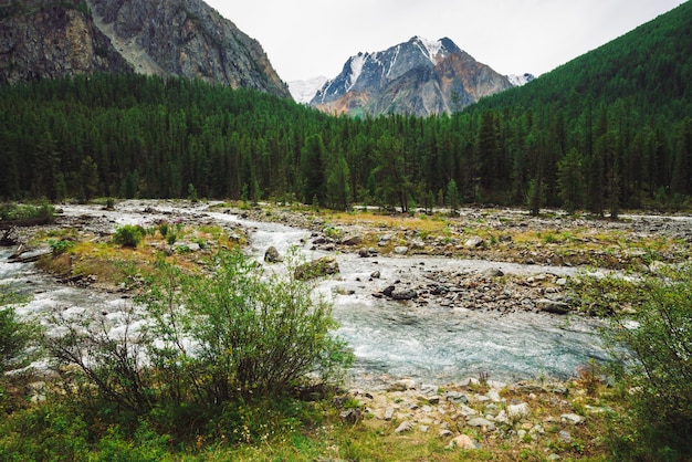 Meraviglioso flusso di acqua veloce nel selvaggio torrente di montagna.