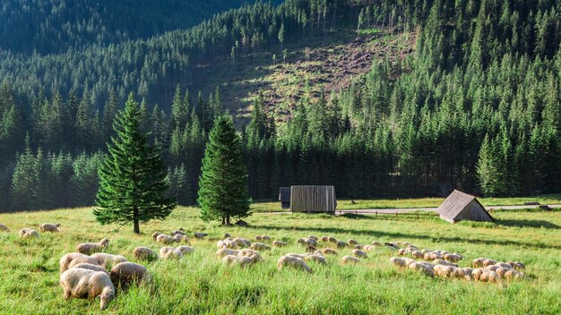 Meraviglioso gregge di pecore al pascolo all'alba Monti Tatra Polonia