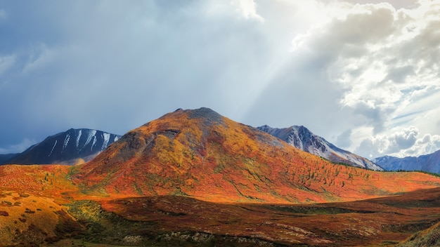 Meraviglioso paesaggio alpino con betulla nana autunnale arancione ai piedi della montagna rocciosa al sole. Paesaggio di montagna eterogeneo con rocce grigie in colori autunnali dorati. Autunno in montagna.