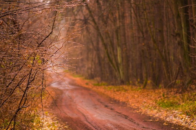 Meraviglioso paesaggio da favola autunnale Paesaggi di campagna in autunno