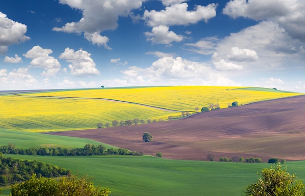 Meraviglioso paesaggio di campi in bellissime colline colorate di verde giallo e marrone Repubblica Ceca Europa di grandi dimensioni puoi ritagliarlo