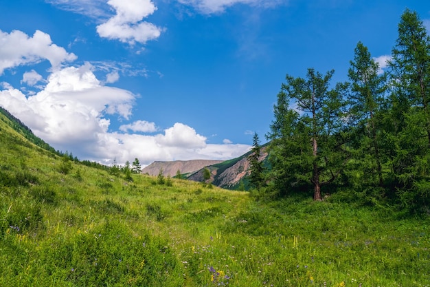 Meraviglioso paesaggio estivo con bellissime montagne verdi