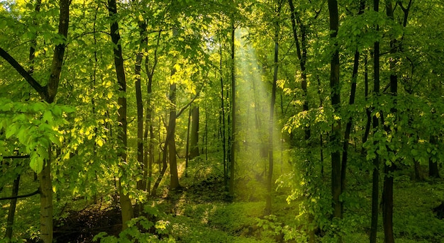 Meraviglioso paesaggio estivo I raggi del sole brillano attraverso i rami verdi degli alberi Mattina fresca fresca nebbiosa