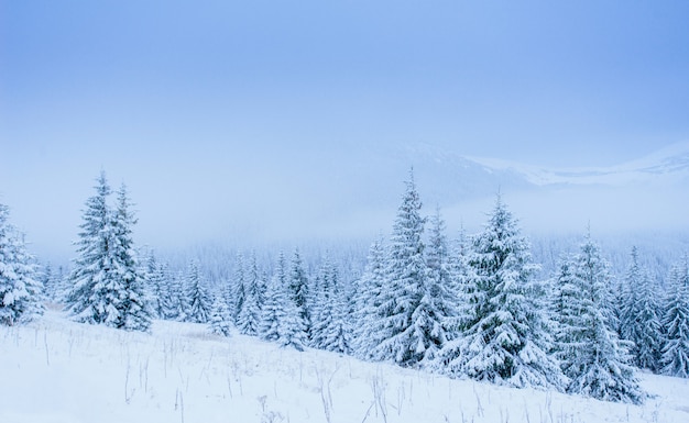 Meraviglioso paesaggio invernale