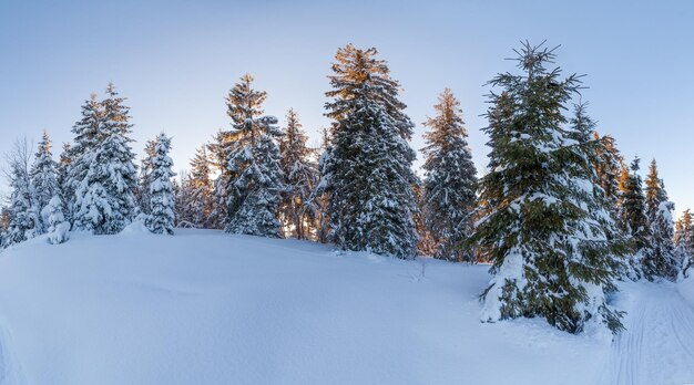Meraviglioso scenario invernale in una giornata di sole Paesaggio invernale con montagne innevate sotto la luce del sole Luogo popolare per escursioni e viaggi Paese delle meraviglie invernale natura mozzafiato sullo sfondo delle montagne dei Carpazi