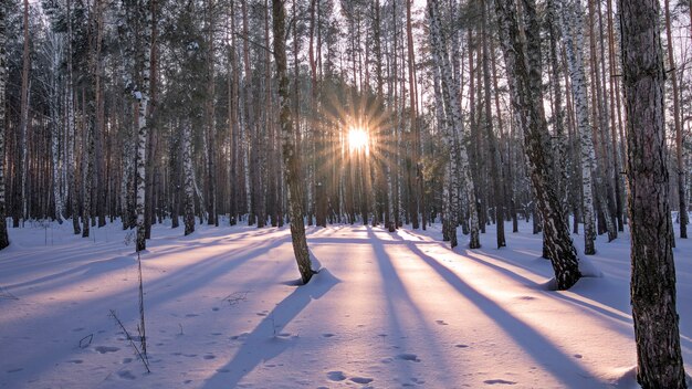 Meraviglioso tramonto nella foresta invernale