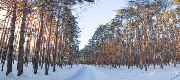 Meraviglioso tramonto nella foresta invernale