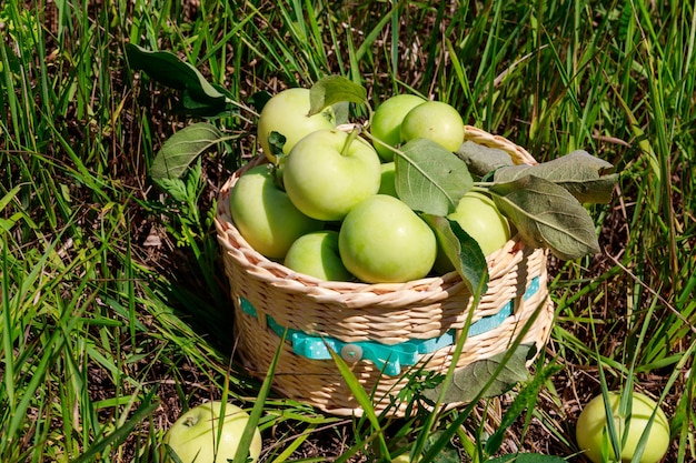 Merce nel carrello fresca delle mele mature sull'erba verde