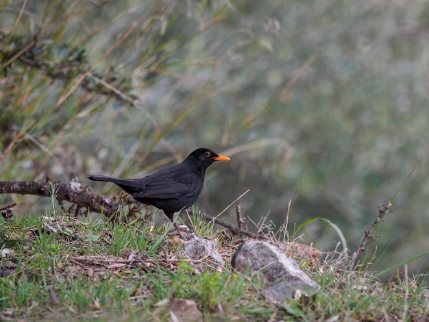 Merlo comune Bird nel suo ambiente naturale