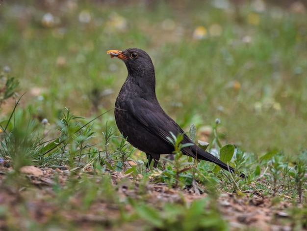 Merlo comune Bird nel suo ambiente naturale