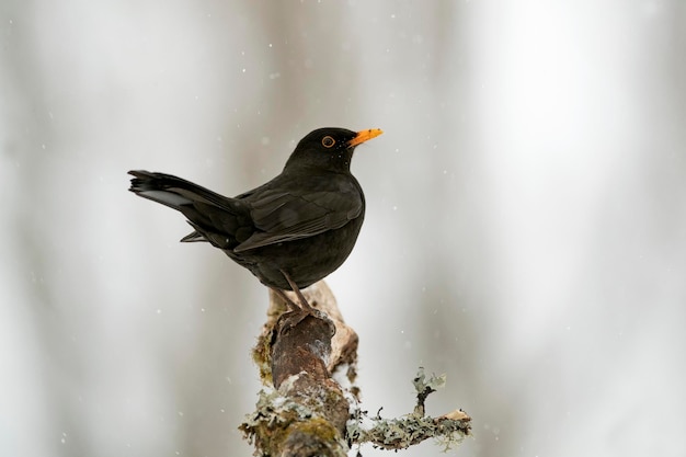 Merlo comune che mangia in un bosco di querce sotto una forte nevicata a gennaio