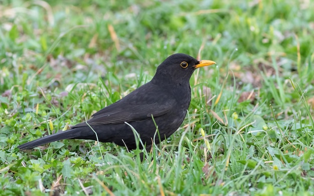 Merlo comune l'uccello maschio cammina per terra tra l'erba in cerca di vermi da mangiare